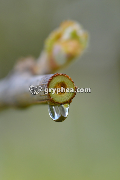 Vigne qui pleure - gryphea.com